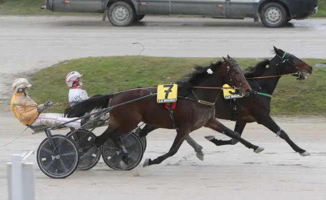 Ippica, giovedì di corse molto interessante all'Ippodromo Snai La Maura di Milano