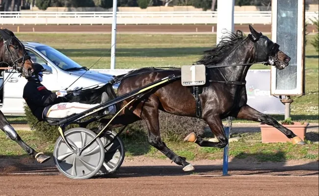 Ippica: Gocciadoro vs. Simioli nel sabato del trotto a Capannelle