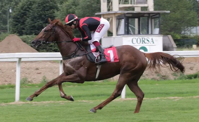 Ippica, all’Ippodromo Snai San Siro di Milano protagonisti Pallapannocchiesch nel Premio Lamberti e kazzam nel Cipolloni