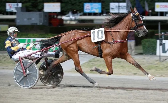 Ippica, Ippodromo Cesena Trotto: presentazione Gran Premio Riccardo Grassi, in scena sabato 8 luglio