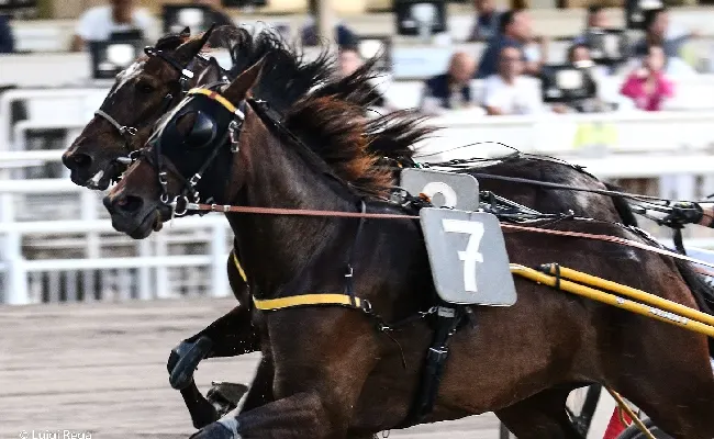 Ippica, ippodromo Cesena Trotto: presentazione corse martedì 18 luglio 2023