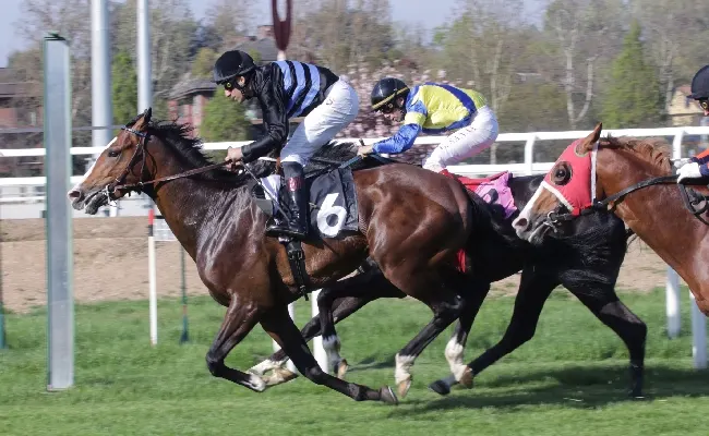 Ippica, all’Ippodromo Snai San Siro Acheso sotto i riflettori del Premio Samarcanda Film. Minuto di silenzio per ricordare Luciano Salice