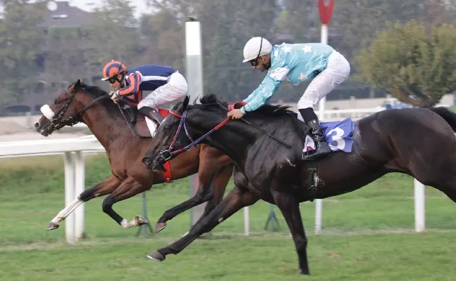 Ippica, all'Ippodromo Snai San Siro calendario di galoppo che entra nel vivo a partire da mercoledì 2 ottobre. Appuntamenti clou il 13 e il 20 con il Jockey Club e poi con il Gran Criterium e il Dormello