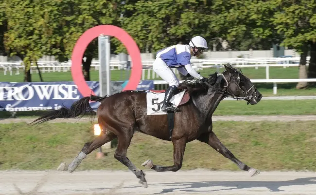 Ippica, all'Ippodromo Snai San Siro Trotto il sabato di Sole sorride a Golden Boy e Jeoffrey che si aggiudicano il Premio Glen Kronos e il Trotto Montato del Premio Paris Roc