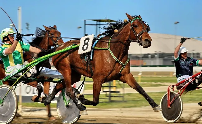 Ippica, Lovino Bello favorito a 2,60 su Betflag nel Gran Premio Orsi Mangelli