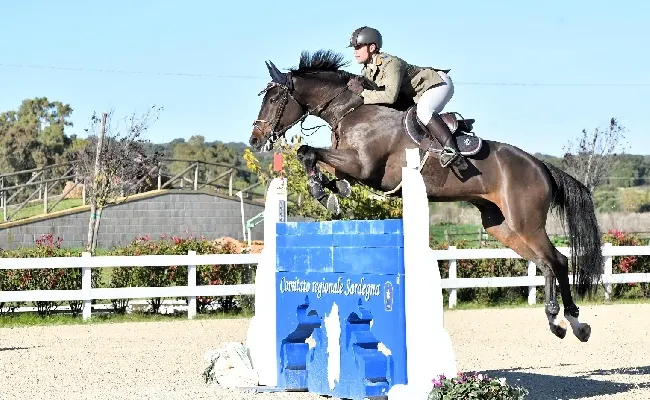 Equitazione, salto ostacoli: i fratelli Correddu in evidenza al Campionato regionale del cavallo nato e allevato in Sardegna