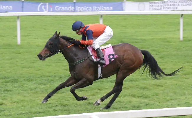 Ippica, all'Ippodromo Snai San Siro Aquila Reale vola sul Premio Monza. Domenica va in scena la listed per il Premio Certosa