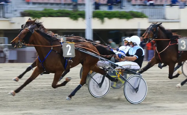 Ippica, Ippodromo Arcoveggio Bologna: giovedì 21 maggio il clou di giornata è il Premio Maccaferri