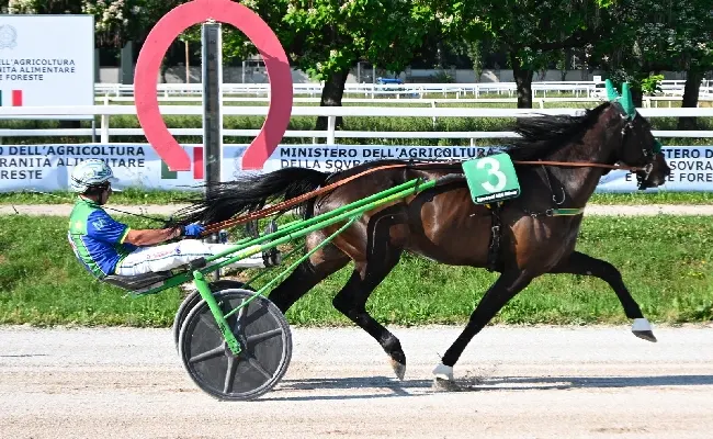 Ippica, all'Ippodromo Snai San Siro colpaccio di Giuda di Risaia nell'ultima uscita di trotto in maggio