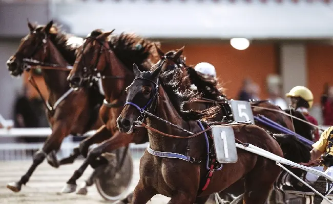 Ippica, Ippodromo di Cesena: venerdì 7 agosto, sette corse dalle 20:45 con i Gelati Algida