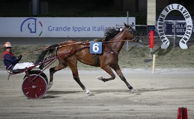 Ippica, Ippodromo Cesena: Esperanza Ssg vince il Premio Tribunato di Romagna